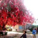 Du Lịch Đà Lạt