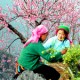 Du Lịch Miền Bắc