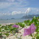 Du Lịch Côn Đảo
