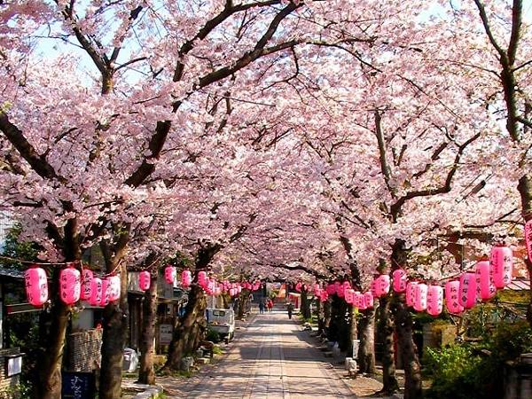 Du lịch Nhật Bản: Vi vu xứ sở hoa Anh Đào dịp tết hằng năm