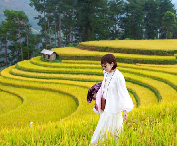 Du lịch Hà Nội - Mù Cang Chải mùa lúa chín vàng rực rỡ từ Sài Gòn 2025