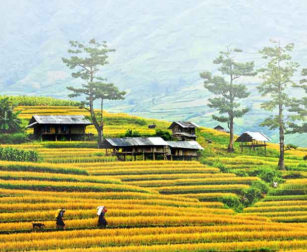 Du lịch Tây Bắc Mộc Châu - Điện Biên - Fansipan - Mù Cang Chải mùa vàng rực rỡ từ Sài Gòn 2025