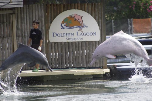 dolphin lagoon