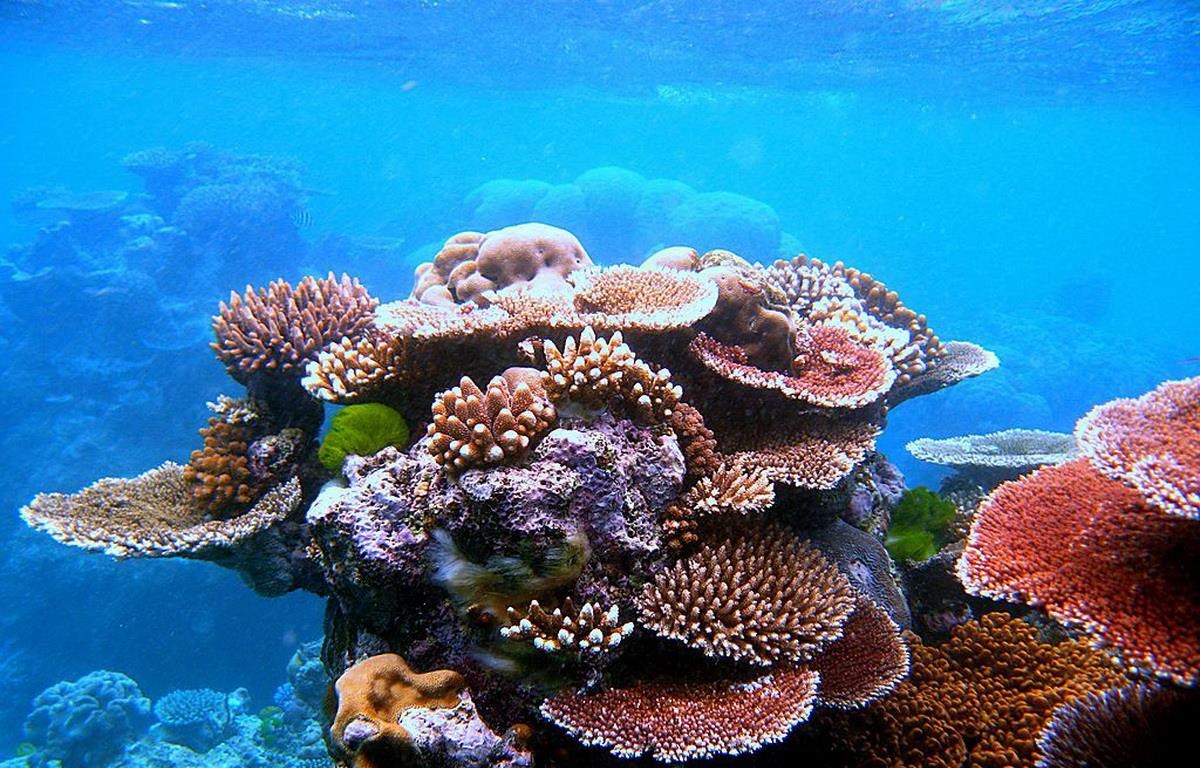 Rặng san hô ở Great Barrier Reef