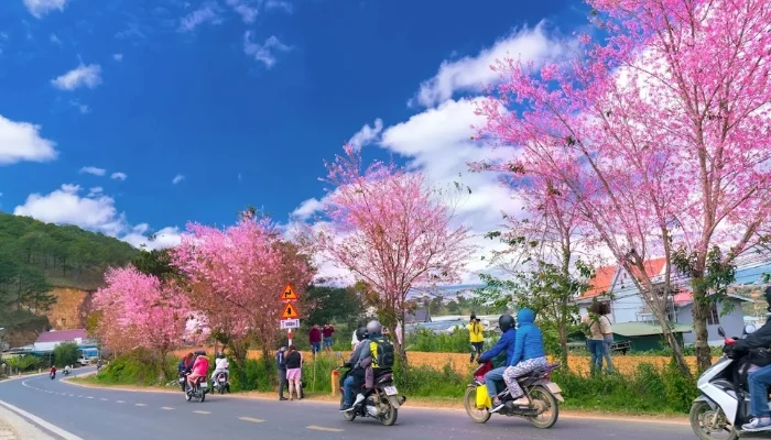 Phương tiện di chuyển tại Đà Lạt