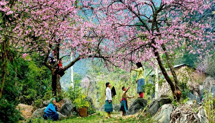 Thời điểm du lịch Mộc Châu đẹp nhất