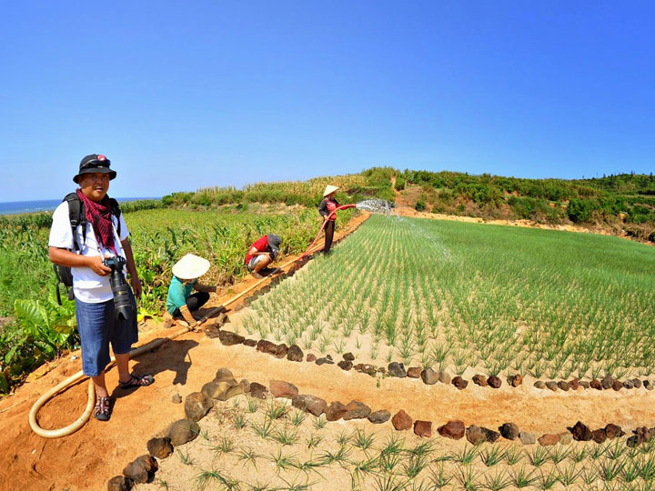 cánh dồng tỏi Lý Sơn