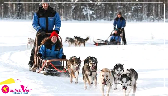 Husky Dog Safari