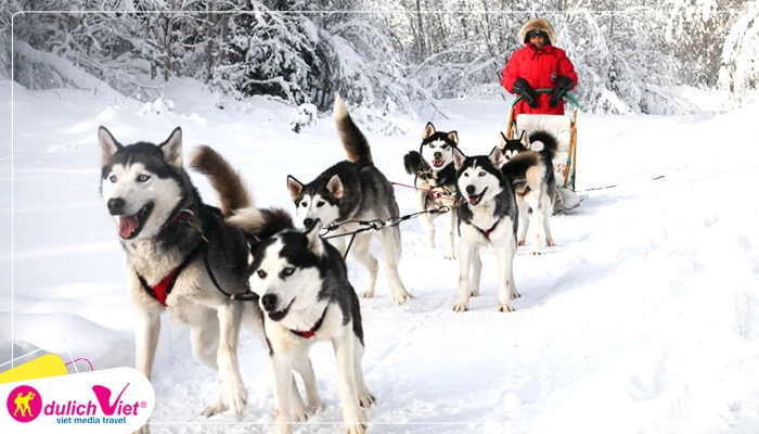Trải nghiệm Ngồi xe chó Husky kéo