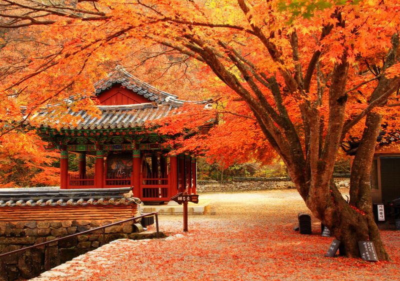 Cảnh đẹp mùa lá đỏ, mùa du lịch nổi tiếng tại đất Hàn Quốc 