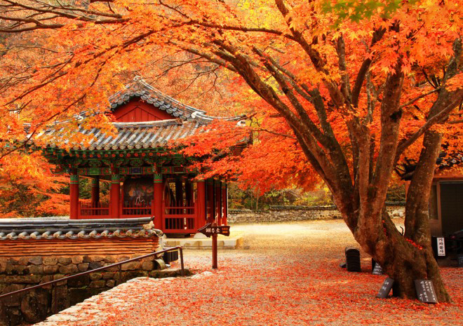 Du Lịch Hàn Quốc mùa thu, khám phá hành trình đến điểm du lịch tuyệt đẹp