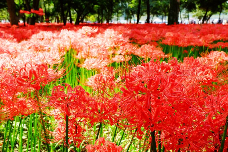 Du lịch Nhật Bản trong tháng 9 - tháng 10 để cùng ngắm hoa Bỉ Ngạn Nhật Bản 