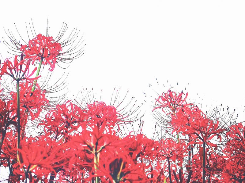 Hãy thưởng thức vẻ đẹp của những bông hoa Bỉ Ngạn tuyệt đẹp từ Nhật Bản với hình ảnh đầy màu sắc. Chúng sẽ đem lại cho bạn cảm giác thư thái và hạnh phúc. Hãy cùng chiêm ngưỡng những bông hoa này và cảm nhận vẻ đẹp của thiên nhiên.