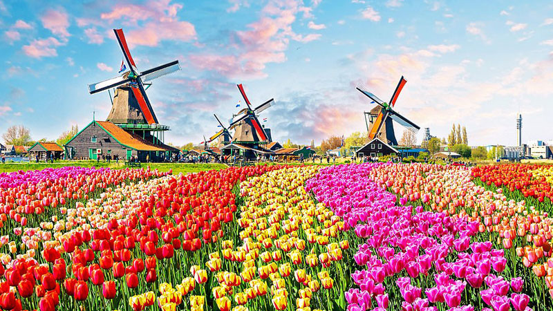 Cánh đồng hoa tulip tuyệt đẹp ở Hà Lan