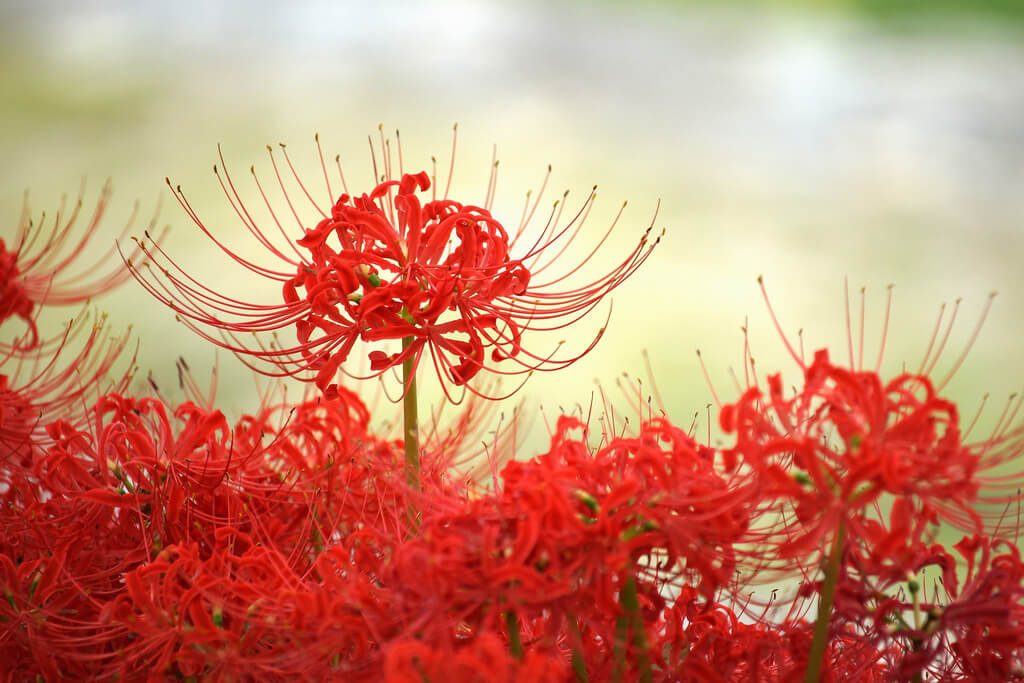 Vi vu Nhật Bản ngắm hoa Bỉ ngạn duy nhất tại Du Lịch Việt