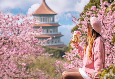 Du lịch Đài Loan mùa Hoa Anh Đào - Đài Bắc - Đài Trung - Nam Đầu - Cao Hùng từ Sài Gòn 2024