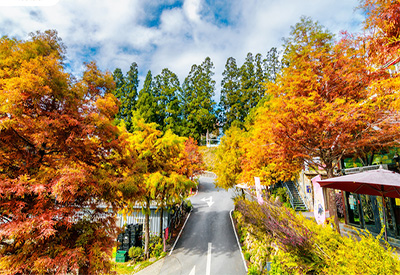 TOUR ĐÀI LOÀN MÙA THU 5N4Đ | ĐÀI BẮC - ĐÀI TRUNG - NAM ĐẦU - CAO HÙNG
