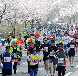 Du lịch Hàn Quốc mùa Hoa Anh Đào - Gyeongju Marathon lần thứ 31 từ Sài Gòn 2024