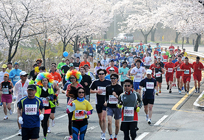 Du lịch Hàn Quốc mùa Hoa Anh Đào - Gyeongju Marathon lần thứ 31 từ Sài Gòn 2024