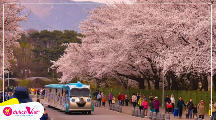 Công viên Yeouido – ngắm hoa anh đào