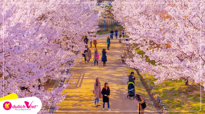 Du lịch Hàn Quốc mùa Hoa Anh Đào - Seoul - Jeju - Nami - Everland từ Sài Gòn 2024