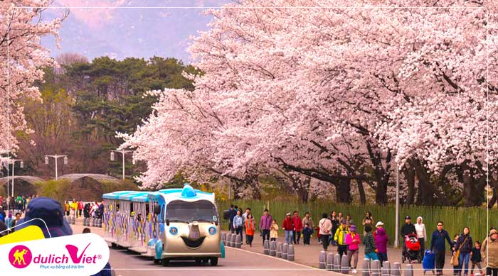 Du lịch Hàn Quốc mùa Hoa Anh Đào - Seoul - Lotte World - Hái dâu từ Sài Gòn 2023