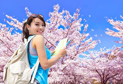 TOUR HÀN QUỐC MÙA HOA ANH ĐÀO 5N5Đ | SEOUL - BUSAN - ĐẢO NAMI - LÀNG CỔ BUKCHON