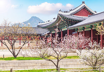 Du lịch Hàn Quốc mùa hoa Anh Đào 2020 từ Sài Gòn giá tốt