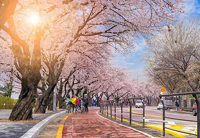 TOUR HÀN QUỐC MÙA HAO ANH ĐÀO 5N4Đ | SEOUL - EVERLAND - ĐẢO NAMI - THÁP NAMSAN