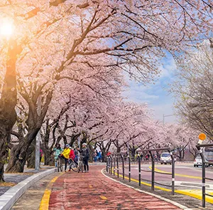 TOUR HÀN QUỐC MÙA HOA ANH ĐÀO 5N4Đ | SEOUL - EVERLAND - ĐẢO NAMI - THÁP NAMSAN