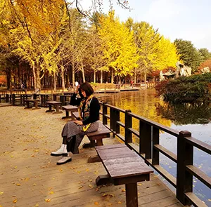 TOUR HÀN QUỐC MÙA THU 4N4Đ | SEOUL - EVERLAND PARK - ĐẢO NAMI - THÁP NAMSAN