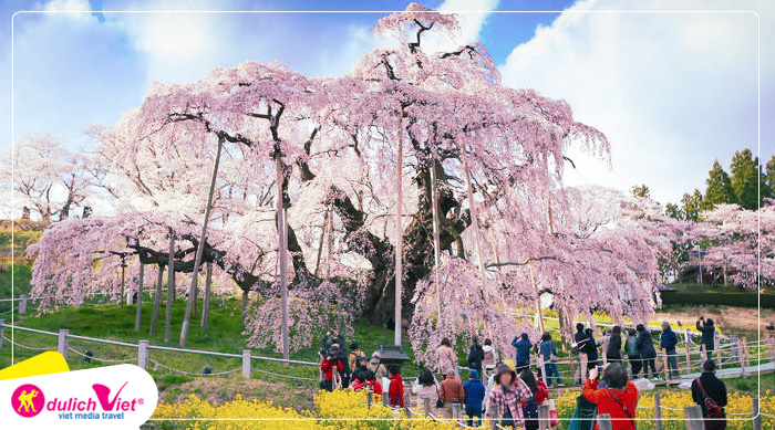 Cây hoa anh đào Jindai Sakura (2000 tuổi) ở Yamanashi