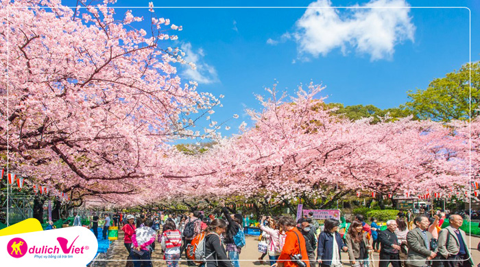 Du lịch Nhật Bản mùa Hoa Anh Đào Tokyo - Hakone - Fuji từ Sài Gòn 2023