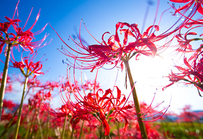 Du lịch Nhật Bản - Tour chiêm ngưỡng hoa Bỉ Ngạn đỏ rực từ Sài Gòn