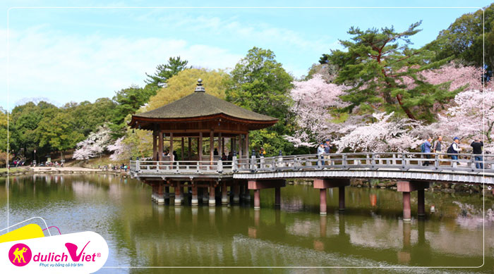 Du lịch Nhật Bản mùa hoa Anh Đào Osaka - Kyoto - Fuji - Tokyo từ Hà Nội giá tốt