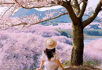 TOUR TRUNG QUỐC MÙA HOA ANH ĐÀO 5N4Đ | TRÙNG KHÁNH - QUÝ CHÂU (Tour Không Shopping)