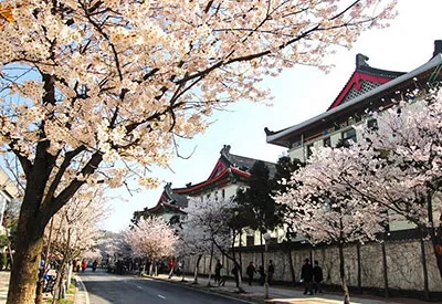 TOUR TRUNG QUỐC MÙA HOA ANH ĐÀO 7N6Đ | THƯỢNG HẢI - HÀNG CHÂU - Ô TRẤN - BẮC KINH (Tour Không Shopping)