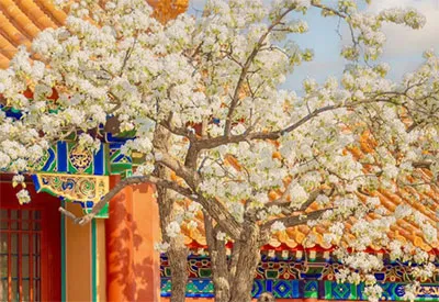 TOUR TRUNG QUỐC MÙA HOA ANH ĐÀO 7N6Đ | THƯỢNG HẢI - TÂY Ô TRẤN - HÀNG CHÂU - BẮC KINH (Bay Vietnam Airlines)