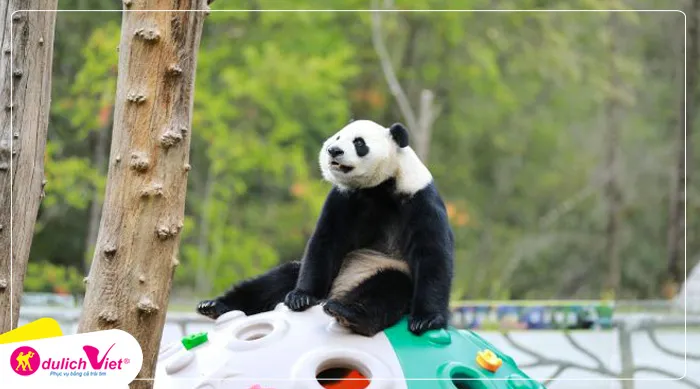 TOUR TRUNG QUỐC MÙA THU ĐÔNG 6N5Đ | THÀNH ĐÔ - NÚI TỨ CÔ NƯƠNG - TÙNG BÌNH CÂU - ĐẠT CỔ BĂNG XUYÊN (Tour Không Shopping)