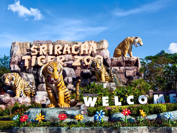Du lịch Thái Lan: Vườn hổ Sriracha Tiger Zoo có gì hay?