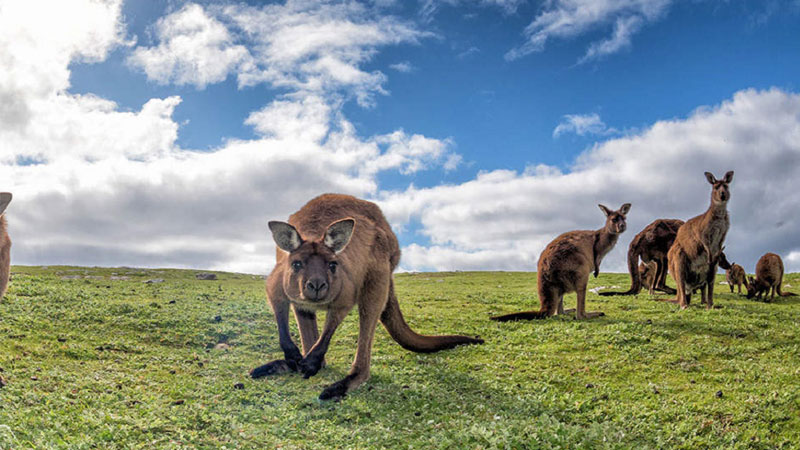 Du lịch Úc đến đảo Kangaroo Island – nơi cư trú của loài chuột túi nổi tiếng