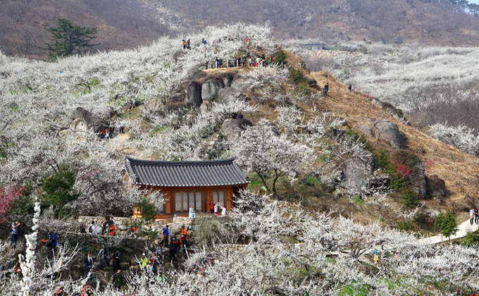 Du lịch Hàn Quốc mùa nào đẹp nhất?