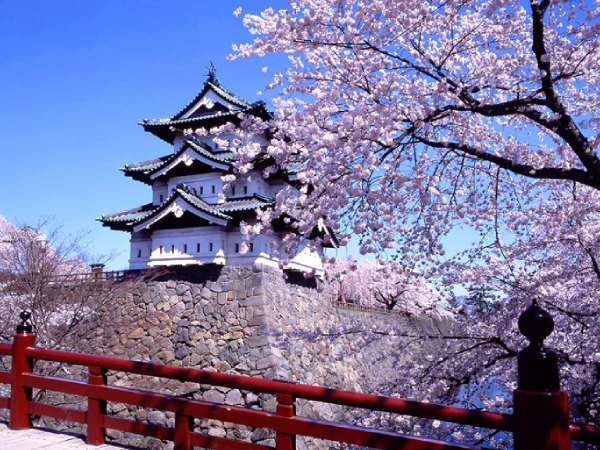 Mùa hoa anh đào - Lễ hội thu hút khách du lịch đến Nhật Bản