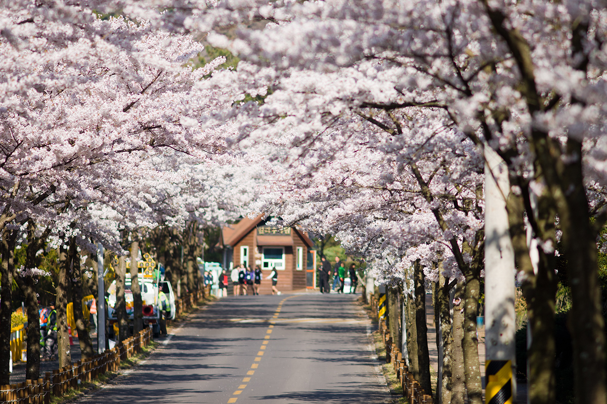 Du lịch Hàn Quốc mùa xuân khám phá nét đẹp hoa anh đào