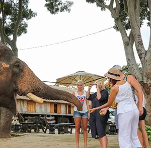 TOUR BUÔN MA THUỘT TẾT NGUYÊN ĐÁN 4N3Đ | PLEIKU - KON TUM - MĂNG ĐEN