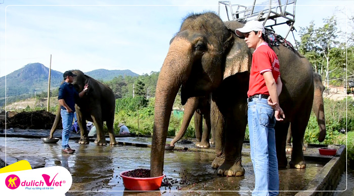 Tham quan vườn cà phê chồn và cà phê voi Phú An