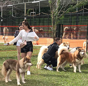 Du lịch Lễ 2/9 - Tour Du lịch Đà Lạt View - Thiền Viện Trúc Lâm - Quê Garden - Puppy Farm từ Sài Gòn 2022