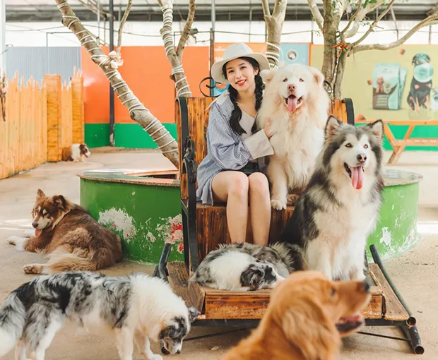 TOUR ĐÀ LẠT MÙA HÈ 3N3Đ | Quảng Trường Lâm Viên - Happy Hill - Puppy Farm