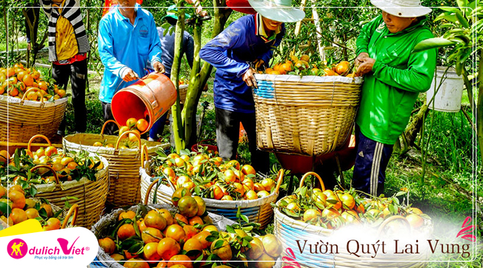 Du lịch Đồng Tháp - Làng Hoa Sa Đéc - Vườn Quýt Hồng Lai Vung mùa Xuân từ Sài Gòn 2024