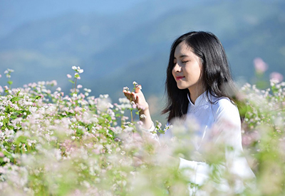 Du lịch Đông Bắc - Hà Giang - Quản Bạ - Cao Bằng mùa Hoa Tam Giác Mạch từ Sài Gòn 2025